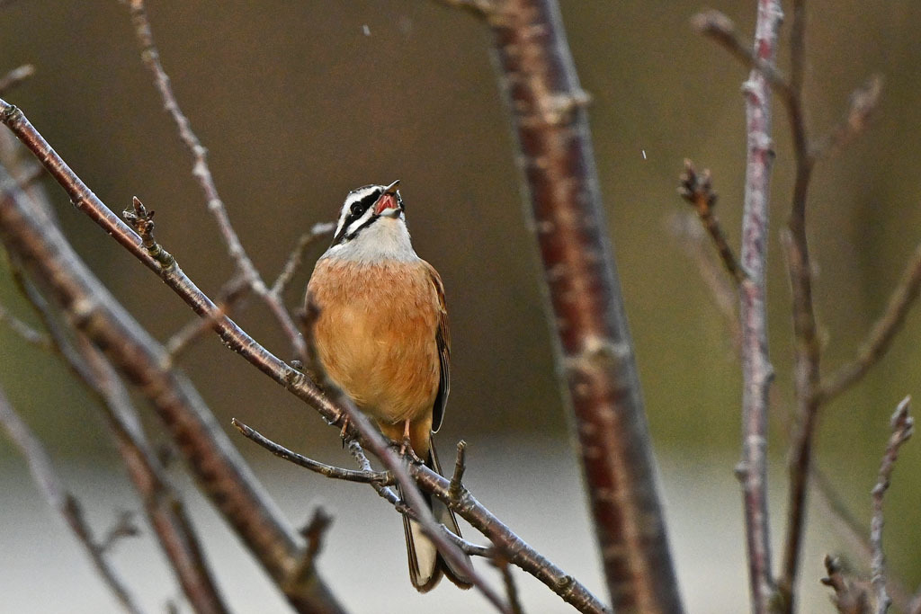 雨の中での鳥撮り_b0024798_15161015.jpg