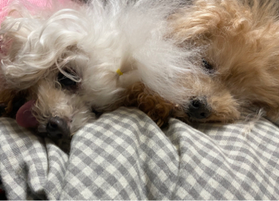 月日が過ぎるのが早すぎる_d0106301_19543474.jpg