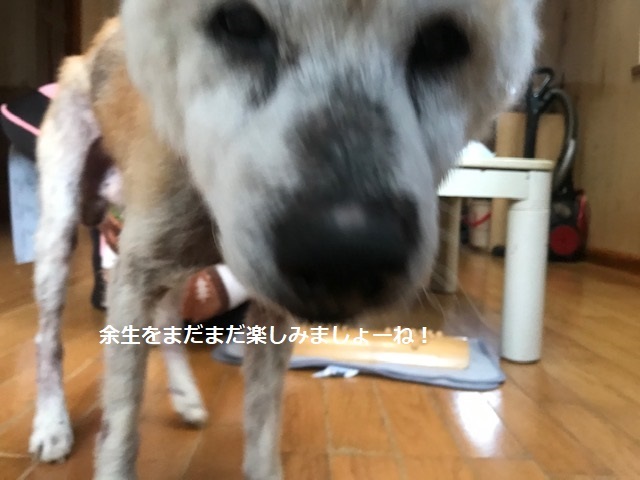 おニクがついてきた♪_f0242002_09471295.jpg