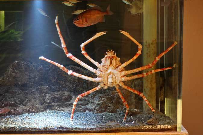 板橋区立熱帯環境植物館 東南アジアの深海 前編 続々 動物園ありマス 板橋区立熱帯環境植物館 東南アジアの深海 前編 続々 動物園ありマス