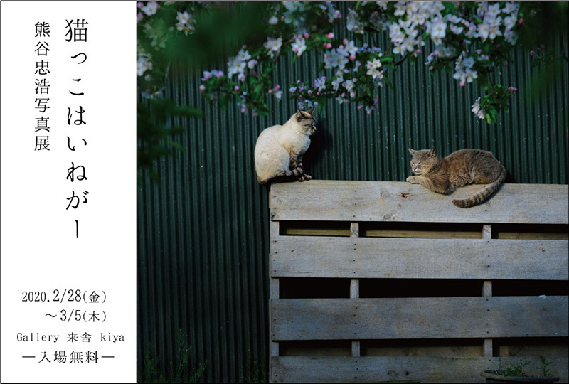 ねこ写真展 ねこ写真展