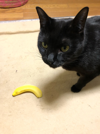 ようやく苫小牧_e0355177_15455959.jpg