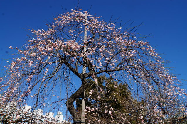 湯島天神・梅まつり_b0178388_16544763.jpg