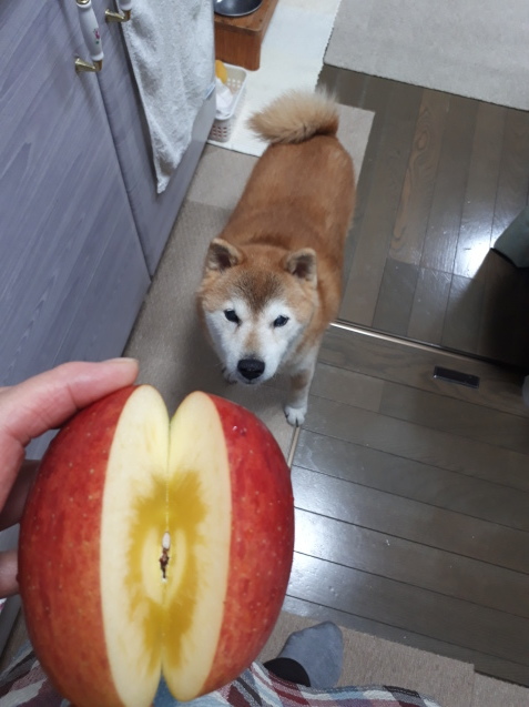 リンゴ 柴犬 ひろゆきと さもない毎日 週末自宅カフェ里音 りをん 一之江 笑い療法士のいるカフェ 趣味好房 織