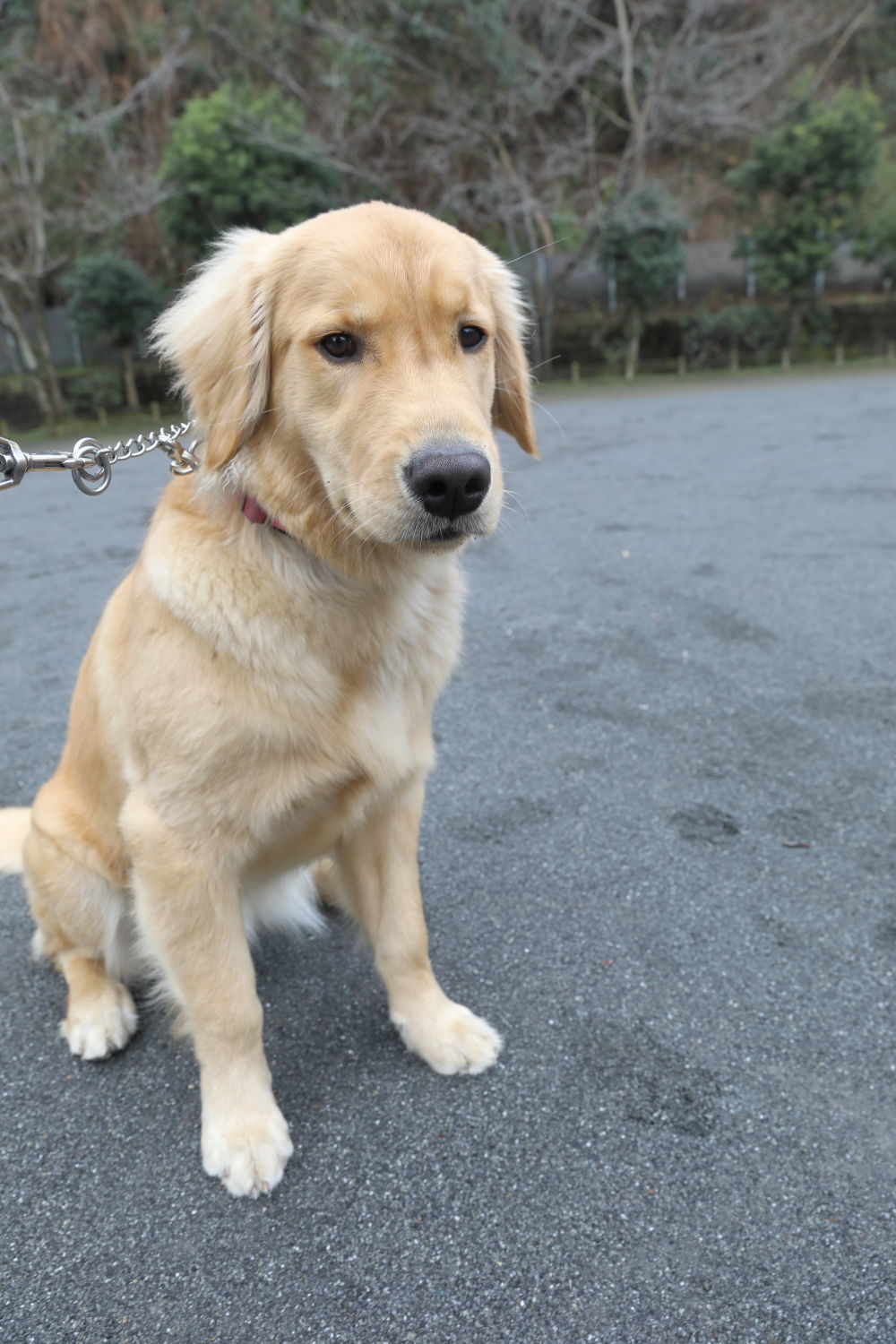 真偽の程は・・・_b0275998_10363251.jpg