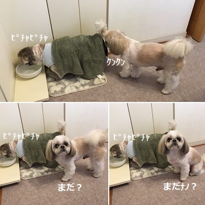 くまはちすぺさるw_f0372998_22563273.jpg