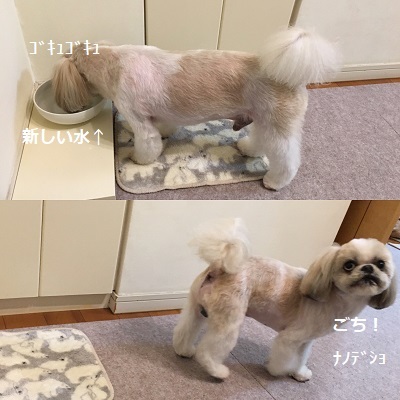 くまはちすぺさるw_f0372998_22565167.jpg