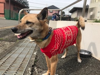 【犬猫・移動先募集】センター(支所)収容(2/14訪問)_f0242002_18084053.jpg