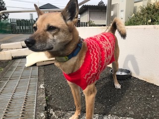 【犬猫・移動先募集】センター（支所）収容（2/14訪問）_f0242002_18152537.jpg