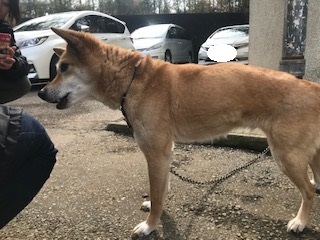 【犬猫・移動先募集】センター(支所)収容(2/14訪問)_f0242002_18160964.jpg