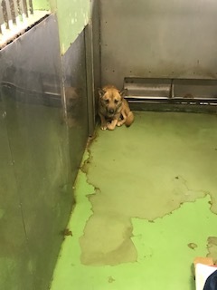 【犬猫・移動先募集】センター(支所)収容(2/14訪問)_f0242002_18231514.jpg