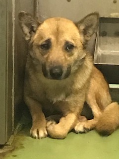 【犬猫・移動先募集】センター(支所)収容(2/14訪問)_f0242002_18233500.jpg