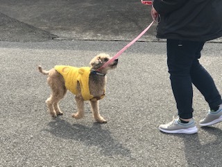 【犬猫・移動先募集】センター(支所)収容(2/14訪問)_f0242002_18243959.jpg