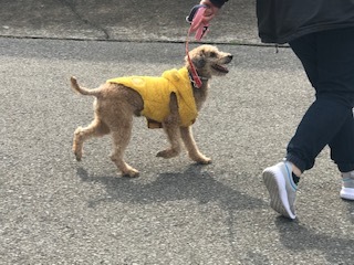【犬猫・移動先募集】センター(支所)収容(2/14訪問)_f0242002_18245003.jpg