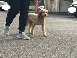 【犬猫・移動先募集】センター(支所)収容(2/14訪問)_f0242002_18263823.jpg