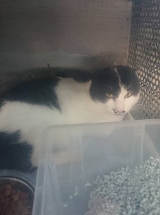 【犬猫・移動先募集】センター(支所)収容(2/14訪問)_f0242002_18375083.jpg