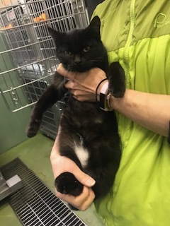 【犬猫・移動先募集】センター(支所)収容(2/14訪問)_f0242002_18431844.jpg