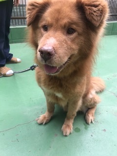 【犬猫・移動先募集】センター(支所)収容(2/14訪問)_f0242002_18451123.jpg