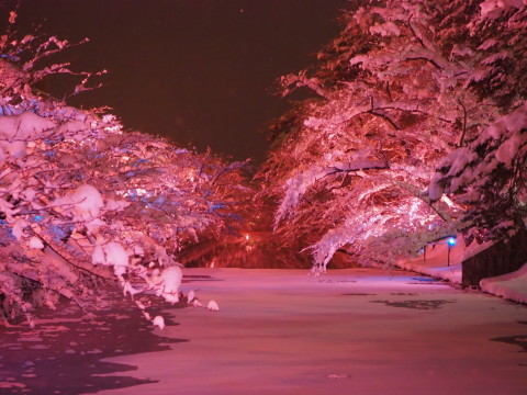 冬に咲くさくらライトアップ：弘前公園*2020.02.08_b0147224_175564.jpg