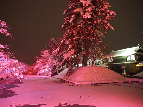 冬に咲くさくらライトアップ：弘前公園*2020.02.08_b0147224_176770.jpg