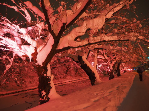 冬に咲くさくらライトアップ：弘前公園*2020.02.08_b0147224_177221.jpg