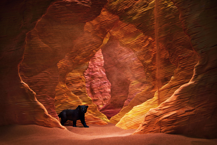 海の谷(Sea valley)の黒豹/ブラックパンサー(Black panther)_b0175635_00022847.jpg