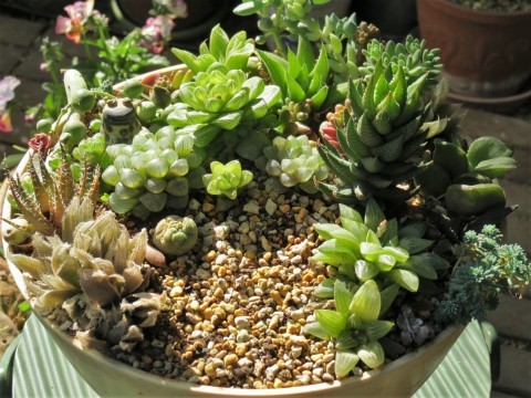 多肉植物寄せ植え 九輪塔 あるまじろの庭 多肉植物寄せ植え 九輪塔 あるまじろの庭