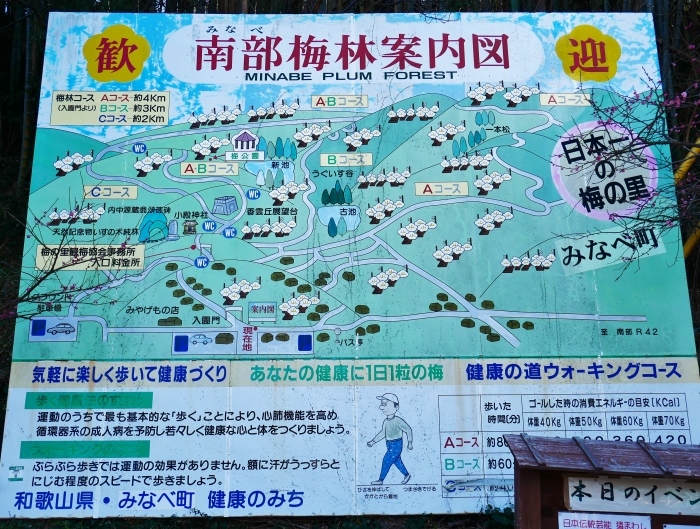 　　南部梅林　　コロナが流行りかけた５年前の２月の記事と写真です。_b0093754_22504367.jpg