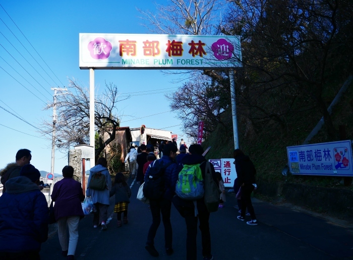 　　南部梅林　　コロナが流行りかけた５年前の２月の記事と写真です。_b0093754_22505526.jpg