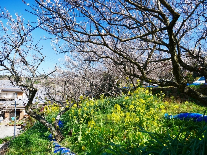 　　南部梅林　　コロナが流行りかけた５年前の２月の記事と写真です。_b0093754_22514491.jpg
