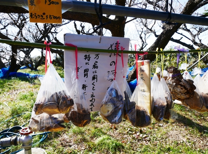 　　南部梅林　　コロナが流行りかけた５年前の２月の記事と写真です。_b0093754_22523903.jpg