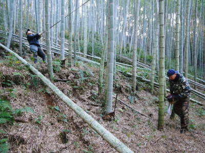 幻の白い「長生たけのこ」 冬の伐採作業で“たけのこ畑”を作り上げます!「干したけのこ」大好評販売中!_a0254656_17085955.jpg