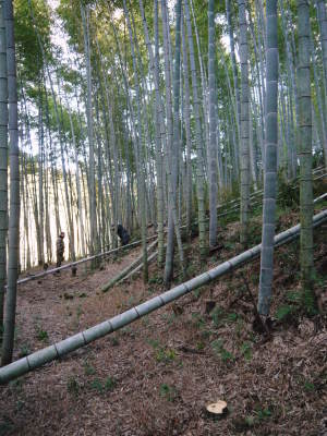幻の白い「長生たけのこ」 冬の伐採作業で“たけのこ畑”を作り上げます!「干したけのこ」大好評販売中!_a0254656_17130961.jpg
