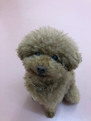 保育園ブログ🐶📛_f0357682_11401520.jpg