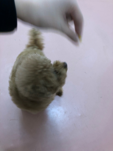 保育園ブログ🐶📛_f0357682_11402298.jpg
