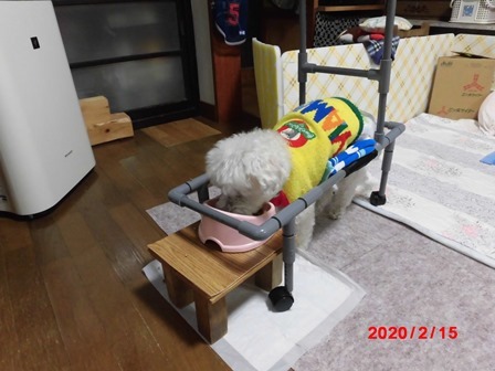 獅子丸今度は血尿が_b0231886_17112930.jpg