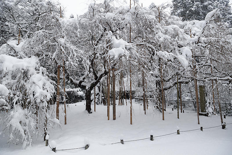 寒波到来！待望の雪景色@常照皇寺　其の二_f0032011_15030527.jpg