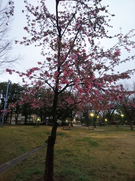 日曜日_a0098418_22241145.jpg