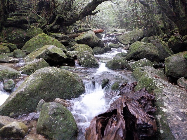 屋久島　白谷雲水峡から辻峠を越えてウィルソン株へ　　　　　Shirataniunsuikyo in Yakushima National Park_f0308721_04424882.jpg