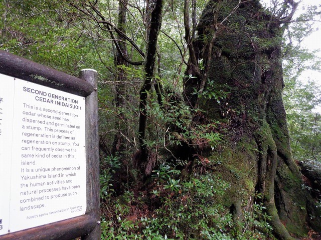 屋久島　白谷雲水峡から辻峠を越えてウィルソン株へ　　　　　Shirataniunsuikyo in Yakushima National Park_f0308721_04432891.jpg