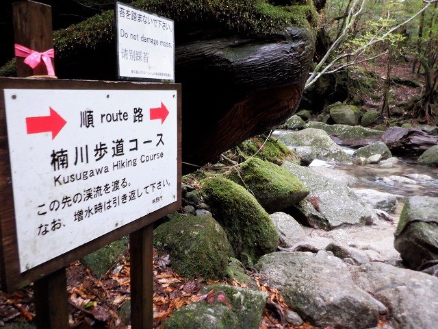 屋久島　白谷雲水峡から辻峠を越えてウィルソン株へ　　　　　Shirataniunsuikyo in Yakushima National Park_f0308721_04452079.jpg