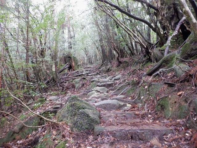 屋久島　白谷雲水峡から辻峠を越えてウィルソン株へ　　　　　Shirataniunsuikyo in Yakushima National Park_f0308721_04471409.jpg