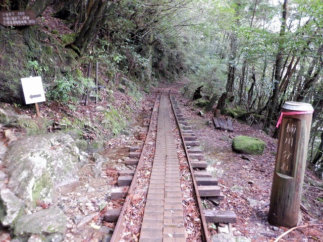 屋久島　白谷雲水峡から辻峠を越えてウィルソン株へ　　　　　Shirataniunsuikyo in Yakushima National Park_f0308721_04472295.jpg