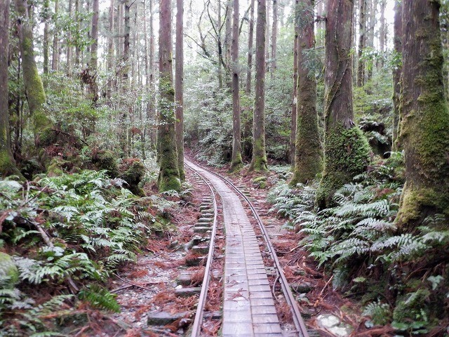 屋久島　白谷雲水峡から辻峠を越えてウィルソン株へ　　　　　Shirataniunsuikyo in Yakushima National Park_f0308721_04474260.jpg