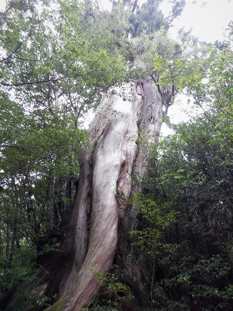 屋久島　白谷雲水峡から辻峠を越えてウィルソン株へ　　　　　Shirataniunsuikyo in Yakushima National Park_f0308721_04511893.jpg