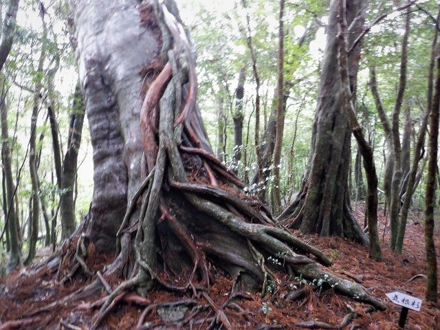 屋久島　白谷雲水峡から辻峠を越えてウィルソン株へ　　　　　Shirataniunsuikyo in Yakushima National Park_f0308721_04512568.jpg