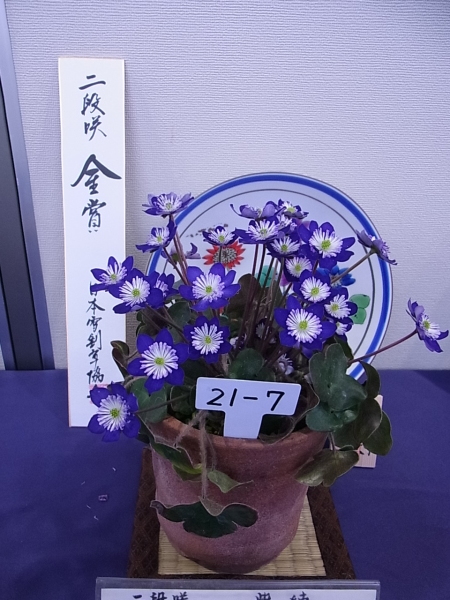 第９回県の花雪割草大会～１～_a0189123_20011108.jpg