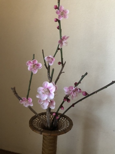 春の兆し_a0197730_09201546.jpeg