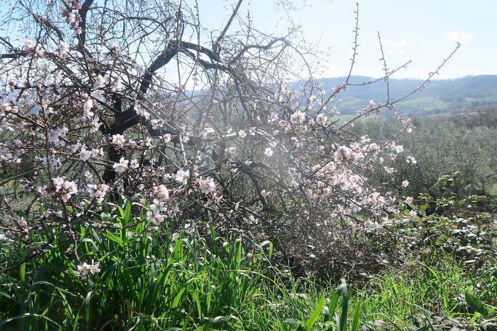 日にきらめく花 桜のようアーモンド、ウンブリア_f0234936_6322446.jpg