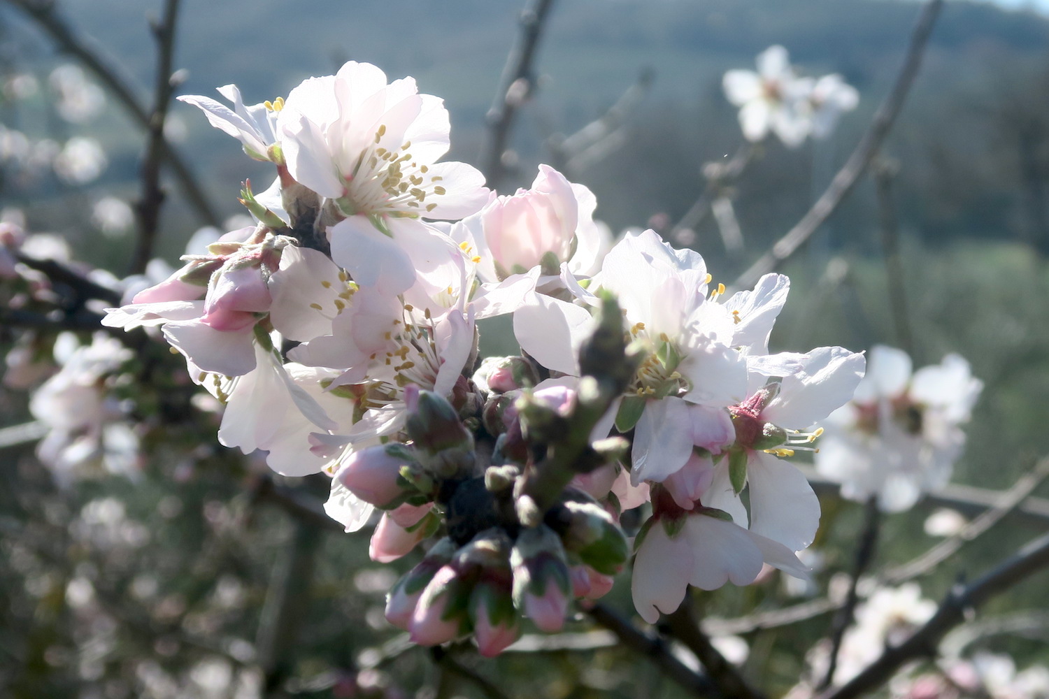 日にきらめく花 桜のようアーモンド、ウンブリア_f0234936_6391283.jpg